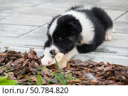 A black and white dog puppy lies on the pavement of the house on the tiles and gnaws on a bone. Стоковое фото, фотограф Сергей Пристяжнюк (Serg Zastavkin) / Фотобанк Лори
