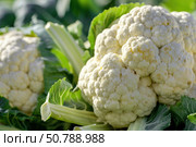 Fresh cauliflower growing in agricultural field, close up of ripe vegetable on sunny day. Стоковое AI-изображение, AI-художник Иван Рябоконь / Фотобанк Лори