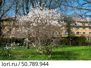 Цветущая магнолия в Калининградском ботаническом саду. Редакционное фото, фотограф Сергей Куров / Фотобанк Лори