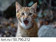 Ginger kitten meowing outdoors with mouth open wide. Стоковое AI-изображение, AI-художник Иван Рябоконь / Фотобанк Лори