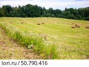 Mown field with hay bales in summer. Стоковое фото, фотограф Анна Гучек / Фотобанк Лори