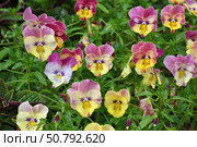 Viola cornuta - It is a perennial herbaceous plant of the violet family. Стоковое фото, фотограф Володина Ольга / Фотобанк Лори