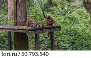 Feeding monkeys in the Sepilok Orangutan Rehabilitation Centre. Long-tailed, stump-tailed macaques gathered on a boardwalk, eating fruits laid out. Mother orangutan hugs baby.Green tropical vegetation. Стоковое фото, фотограф Вера Ивановна Кубарева / Фотобанк Лори