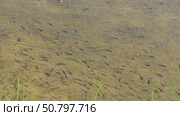 Стайка мальков рыбы в воде. Стоковое видео, видеограф Сергей  Шабанов / Фотобанк Лори