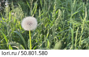 Dandelion puff in focus amidst a verdant field, showcasing its intricate seeds against a backdrop of tall green grass. Стоковое видео, видеограф Анастасия / Фотобанк Лори