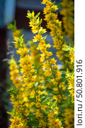 Lysimachia punctata, commonly known as dotted loosestrife or yellow loosestrife, displays vibrant yellow flowers blooming along its stems, creating a cheerful sight in a garden setting. Стоковое фото, фотограф Ольга Ильина / Фотобанк Лори