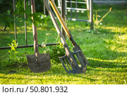 Two shovels and a cultivator stand on a lush green lawn near a metal fence, bathed in the warm glow of natural light, ready for the next gardening task. Стоковое фото, фотограф Ольга Ильина / Фотобанк Лори