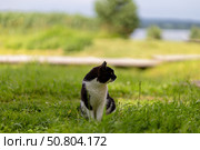 Уличная черно-белая кошка. Стоковое фото, фотограф Андрей Иванов / Фотобанк Лори