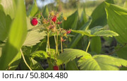Vibrant wild strawberries grow among lush green leaves in a sunlit garden. Стоковое видео, видеограф Анастасия / Фотобанк Лори
