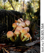 Ложноопята кирпично-красные (Hypholoma lateritium) Стоковое фото, фотограф Егор Жук / Фотобанк Лори