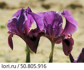 Negev iris or Iris Mariae in the Negev desert. Стоковое фото, фотограф Irina Opachevsky / Фотобанк Лори