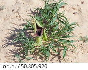 Blooming tuberous geophyte (lat.- Eminium spiculatum) Стоковое фото, фотограф Irina Opachevsky / Фотобанк Лори