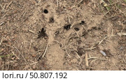 A close-up shows an anthill in the dirt, with ants scurrying in and out of the holes. Concept of: Colony life. Стоковое видео, видеограф Ольга Петрова-Апостолова / Фотобанк Лори