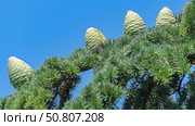Красивые зеленые шишки на хвойном дереве в старом парке. Beautiful green cones on a coniferous tree in the old park. Стоковое фото, фотограф Татьяна Д / Фотобанк Лори