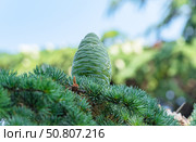 Красивые зеленые шишки на хвойном дереве в старом парке. Beautiful green cones on a coniferous tree in the old park. Стоковое фото, фотограф Татьяна Д / Фотобанк Лори