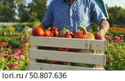 A farmer with a box of vegetables and fruits walks through the plot. Стоковое видео, видеограф Igor Skripachev / Фотобанк Лори