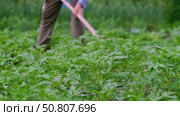 Man cultivating land and crops in a garden plot. Стоковое видео, видеограф Igor Skripachev / Фотобанк Лори