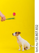 A naughty dog is jumping for a tulip in the studio on a yellow background. Funny puppy Jack Russell Terrier plays with his master and hunts for a Dutch flower. Стоковое фото, фотограф Михаил Решетников / Фотобанк Лори