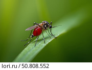 Комар напившийся крови. Макросъемка. A mosquito drunk on blood. Macro photography. Стоковое AI-изображение, AI-художник Гер Олег / Фотобанк Лори