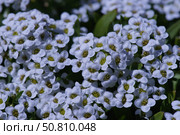Алиссум белый. Стоковое фото, фотограф Евгения Кравцова / Фотобанк Лори