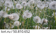 Fluffy Seeds dandelions Flying Over the Clearing. Shot on super slow motion camera 1000 fps. Стоковое видео, видеограф Андрей Армягов / Фотобанк Лори
