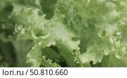 Fresh lettuce in drops of water. Shot on super slow motion camera 1000 fps. Стоковое видео, видеограф Андрей Армягов / Фотобанк Лори