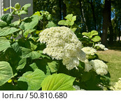 Paniculate hydrangea with large white flowers on a summer day. Стоковое фото, фотограф Соболева Наталия / Фотобанк Лори