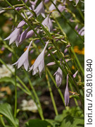 Hosta (lat. Hosta) blooms in the garden. Hosta is a genus of perennial herbaceous plants of the Asparagus family. Стоковое фото, фотограф Андрей Жигальцов / Фотобанк Лори
