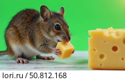 Mouse eating cheese on green isolated chroma key background. Стоковое AI-видео, аниматор Виктория Кольцова / Фотобанк Лори