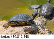 Красноухие черепахи греются на камне в лучах солнца. Red-eared turtles basking and swimming in the sun. Стоковое фото, фотограф Татьяна Д / Фотобанк Лори