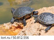 Красноухие черепахи греются на камне в лучах солнца. Red-eared turtles basking and swimming in the sun. Стоковое фото, фотограф Татьяна Д / Фотобанк Лори