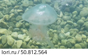 Transparent jellyfish gracefully gliding through clear water above a bed of smooth pebbles, showcasing its delicate tentacles and ethereal beauty in a serene aquatic environment. Стоковое видео, видеограф Ирина Ручушкина / Фотобанк Лори