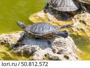 Красноухие черепахи греются на камне в лучах солнца. Red-eared turtles basking and swimming in the sun. Стоковое фото, фотограф Татьяна Д / Фотобанк Лори