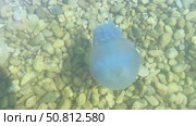 Transparent jellyfish gracefully gliding through clear water above a bed of smooth pebbles, showcasing its delicate tentacles and ethereal beauty in a serene aquatic environment. Стоковое видео, видеограф Ирина Ручушкина / Фотобанк Лори