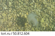 Ethereal jellyfish gliding through clear water above smooth pebbles, showcasing its delicate tentacles and tranquil ambiance of the underwater scene. Стоковое видео, видеограф Ирина Ручушкина / Фотобанк Лори