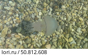 Ethereal jellyfish gliding through clear water above smooth pebbles, showcasing its delicate tentacles and tranquil ambiance of the underwater scene. Стоковое видео, видеограф Ирина Ручушкина / Фотобанк Лори