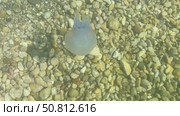 Ethereal jellyfish gliding through clear water above smooth pebbles, showcasing its delicate tentacles and tranquil ambiance of the underwater scene. Стоковое видео, видеограф Ирина Ручушкина / Фотобанк Лори