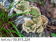 Траметес разноцветный (Trametes versicolor) Стоковое фото, фотограф Ирина Яровая / Фотобанк Лори