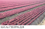 Rows of young red batavia lettuce growing on large plantation on spring day. Popular leafy vegetable crop. Стоковое видео, видеограф Яков Филимонов / Фотобанк Лори