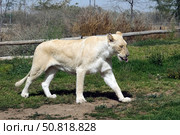 White Lion (lat. Panthera leo) Стоковое фото, фотограф Irina Opachevsky / Фотобанк Лори