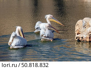 Three Pelicans are swimming in the pond (Lat.- Pelecanus) Стоковое фото, фотограф Irina Opachevsky / Фотобанк Лори