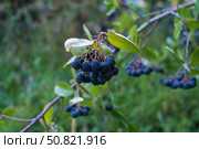 Чёрные спелые ягоды черноплодной рябины, летний сад. Стоковое фото, фотограф Андрей Цыганков / Фотобанк Лори