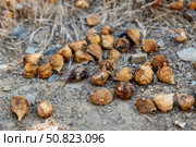 Dried Seed Pods Littering the Ground with a Natural Rustic Texture in a Sunlit Environment, Capturing the Essence of Nature's Remnants. Стоковое фото, фотограф Башкирова Анна / Фотобанк Лори