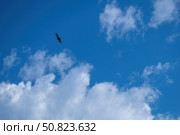 Канюк парит под ярким голубым небом и кучевыми облаками. Стоковое фото, фотограф Владислав Войтов / Фотобанк Лори