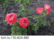 Красно-желтые махровые розы (молодой кустик) Стоковое фото, фотограф Юлия Сергеевна Купина / Фотобанк Лори