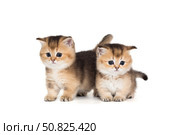 Two little kittens brothers together. Стоковое фото, фотограф Okssi / Фотобанк Лори