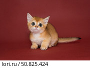 Small, beautiful red kitten with big eyes. Стоковое фото, фотограф Okssi / Фотобанк Лори
