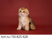 Portrait of a small Scottish fold kitten. Стоковое фото, фотограф Okssi / Фотобанк Лори