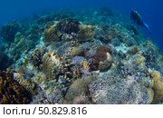 Reef top seascape in Bunaken National Park, Sulawesi, Indonesia. Стоковое фото, фотограф Steve Jones/Stocktrek Images / ТАСС / Фотобанк Лори