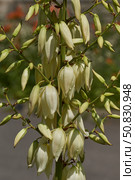 Yucca (Latin. Yucca) blooms in the garden. Yucca is a genus of arboreal evergreen plants of the Agave subfamily (Agavoideae) of the Asparagaceae family. Стоковое фото, фотограф Андрей Жигальцов / Фотобанк Лори